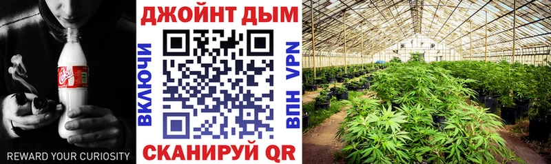 Каннабис план Купить где Казань